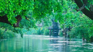 清新绿树流水