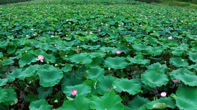 荷花池