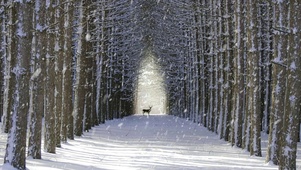 雪天森林麋鹿