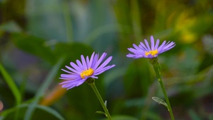 超美紫色小雏菊
