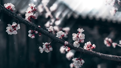 4K唯美梅花香