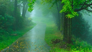 下雨的绿林小路