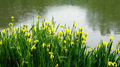 雨天河边花草