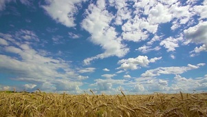 4K 高清 天空下的小麦农场