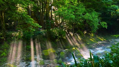 阳光雾气绿林流水