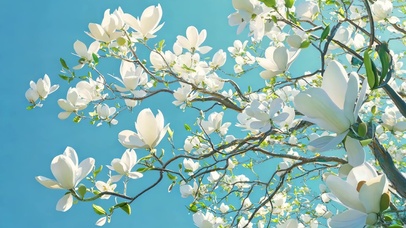 湛蓝天空白玉兰花海