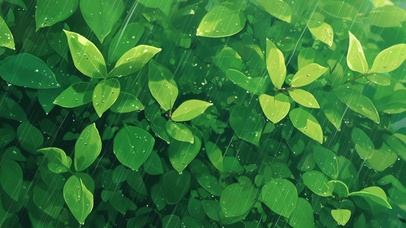 雨中绿叶