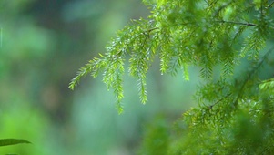 雨中松树