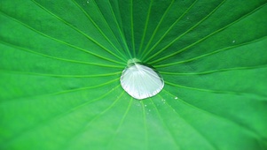 唯美荷叶上凝聚的水滴