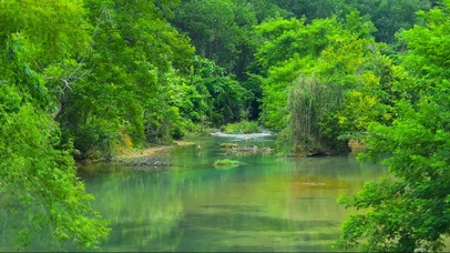 护眼绿林流水 