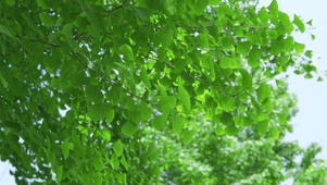 4k夏天阳光绿色小草自然风景