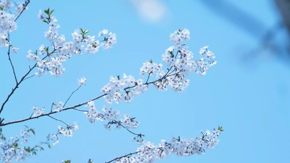 4K蓝天唯美樱花