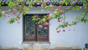 护眼雨花映木窗