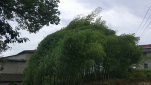 暴风雨前的氛围感