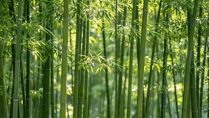 清幽翠竹林
