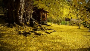 金黄枫叶树下