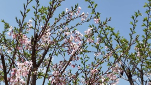 春天樱花盛开升格