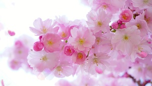 桃花与蝶