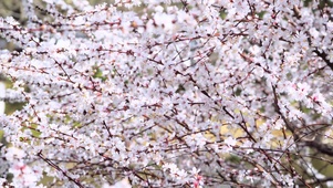唯美白色樱花