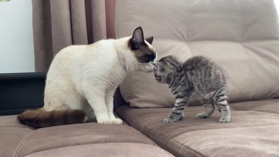 布偶猫和美短猫