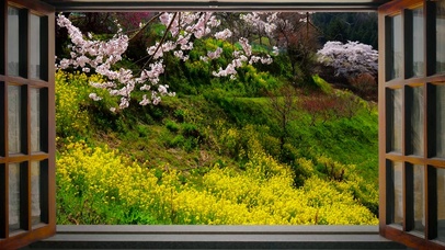 乡村樱花油菜花