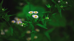 小野花