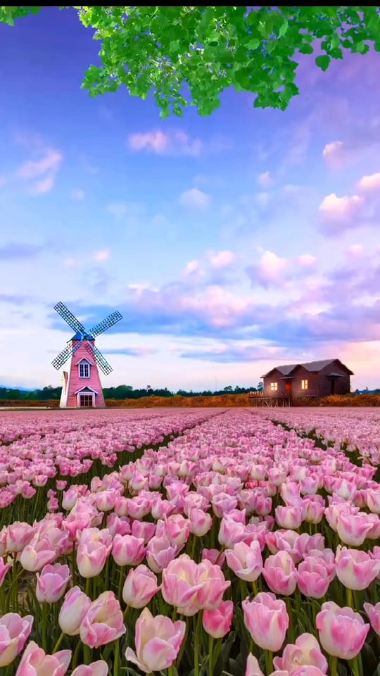 花海壁纸 花海手机壁纸 花海手机动态壁纸 元气壁纸 花海壁纸 花海手机壁纸 花海手机动态壁纸 元气壁纸