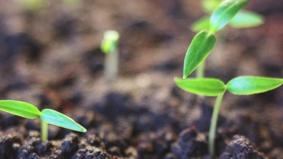 4K 高清 植物生长时间流逝