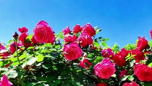 碧空映红妆