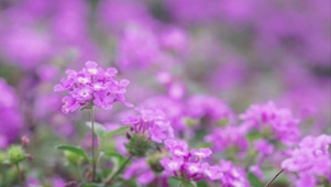 紫色小花