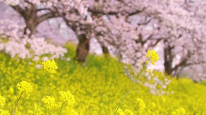 油菜花樱花林