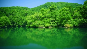 初夏的湖景 