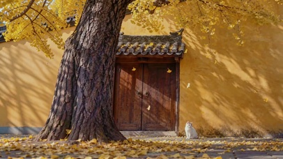 秋与猫