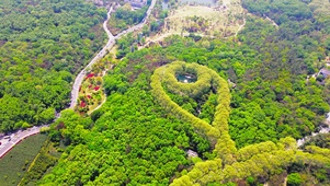 项链梧桐