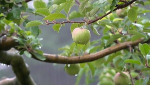 雨水打湿苹果树