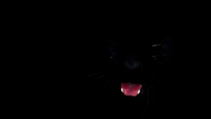 黑猫