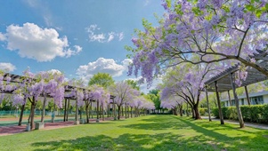 蓝天下紫藤花廊治愈风景