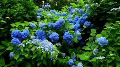 4k雨中花丛