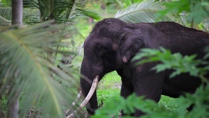 4K 高清 丛林中的大象