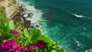 海边小野花