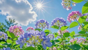 晴日蓝天绣球花海