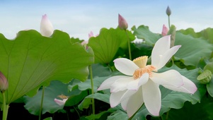 池塘白色莲花