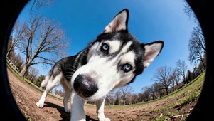 可爱鱼眼视界的二哈萌探奇遇记