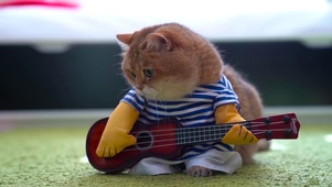 吉他猫咪