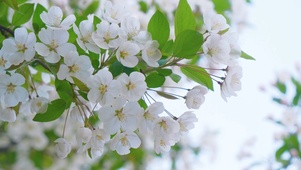 白色樱花