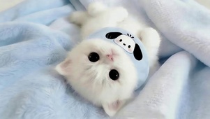 可爱萌萌猫咪