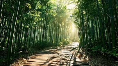 竹林