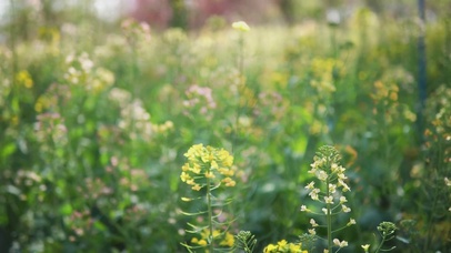 油菜花