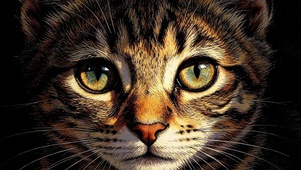 猫咪