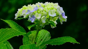 护眼雨中花朵